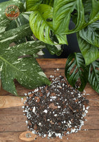 Peat-free Monstera potting mix surrounded by Monstera plants