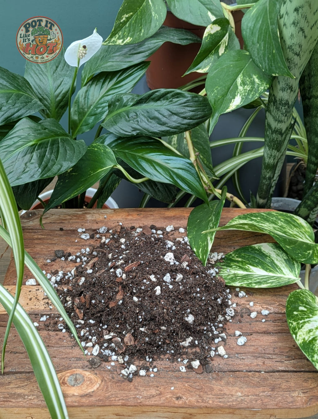 Houseplant Potting Mix