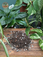 Peat-free houseplant potting mix surrounded by indoor plants