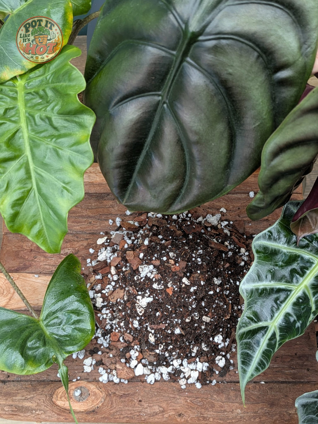 Alocasia Potting Mix