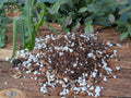 Jungle Cacti Potting Mix