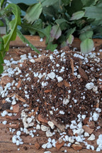 Peat-free jungle cactus potting mix surrounded by epiphytic cacti
