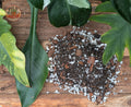 Philodendron Potting Mix