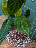 Anthurium Potting Mix