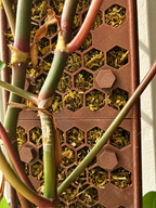 D-Shaped Moss Pole Extensions – Honeycomb