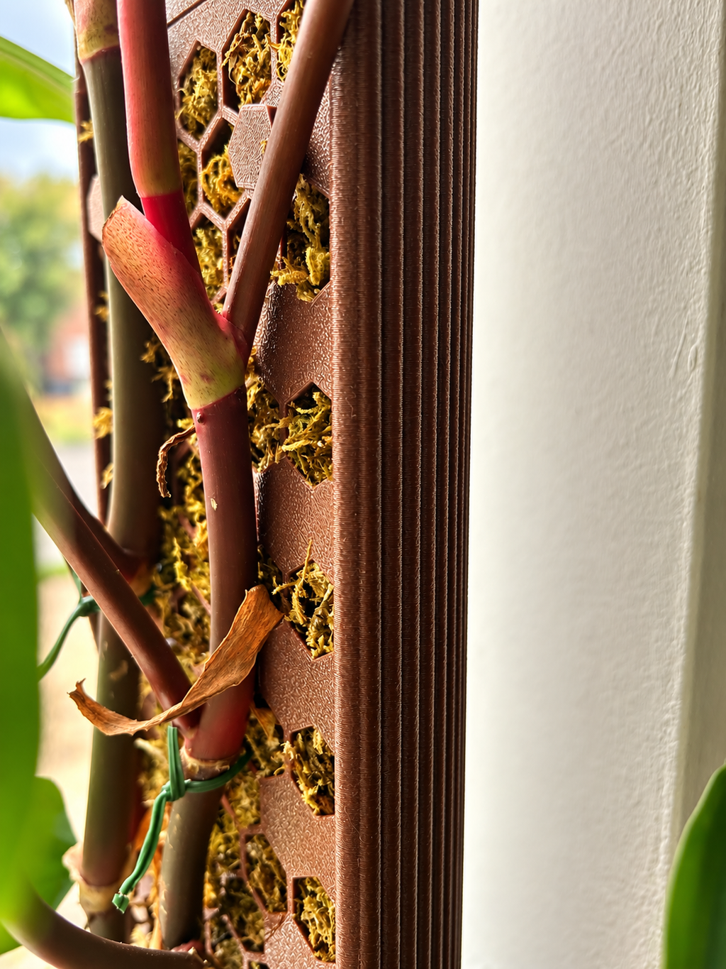 Close up of philodendron growing up D-shape moss pole with ribbed back.