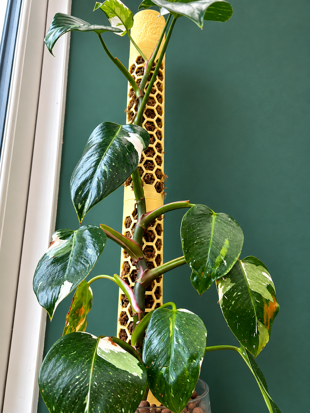 A variegated green plant with glossy dark green and cream-white leaves climbing a yellow honeycomb-patterned vertical support indoors against a dark green wall.
