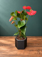 Hexagonal Plant Pot