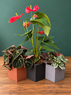 Hexagonal Plant Pot