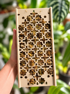 D-Shaped Moss pole - Starter Kit - Arabesque