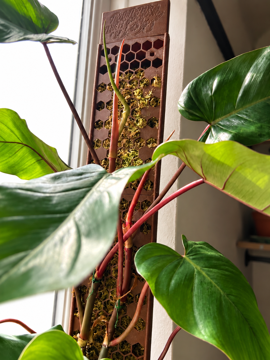 Philodendron growing up a brown D-shape moss pole.