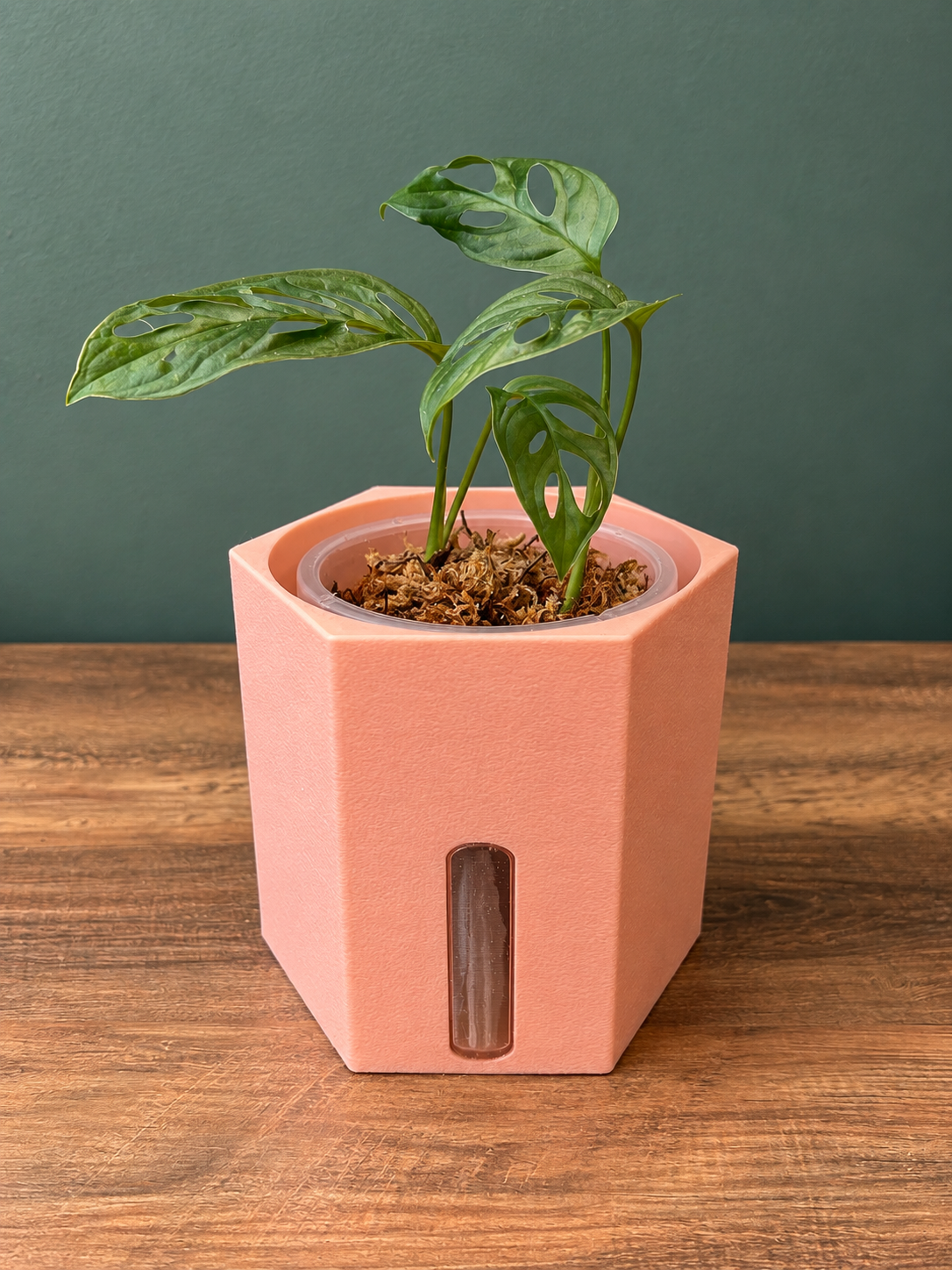 Semi Hydro plant pot - Hexagon