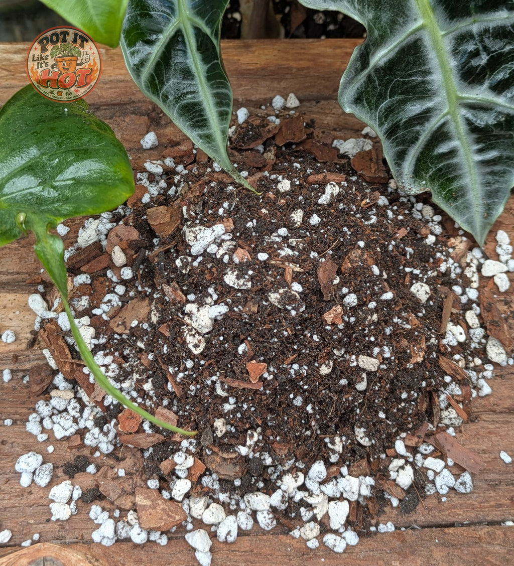 Alocasia Potting Mix
