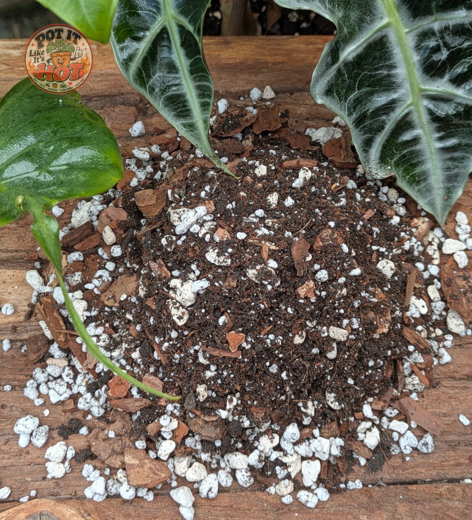 Alocasia Potting Mix