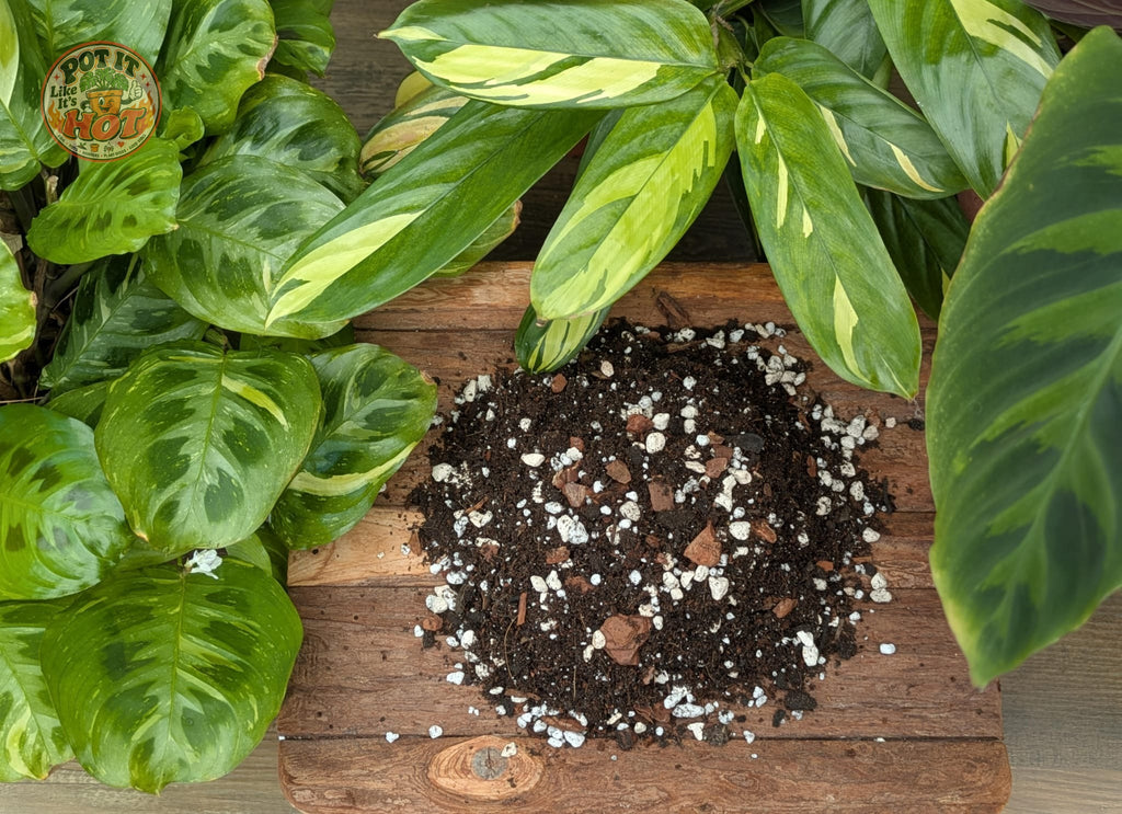 Calathea & Maranta Potting Mix