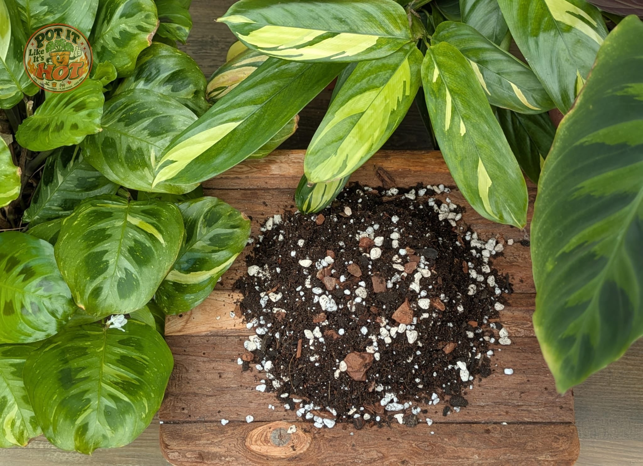 Calathea & Maranta Potting Mix