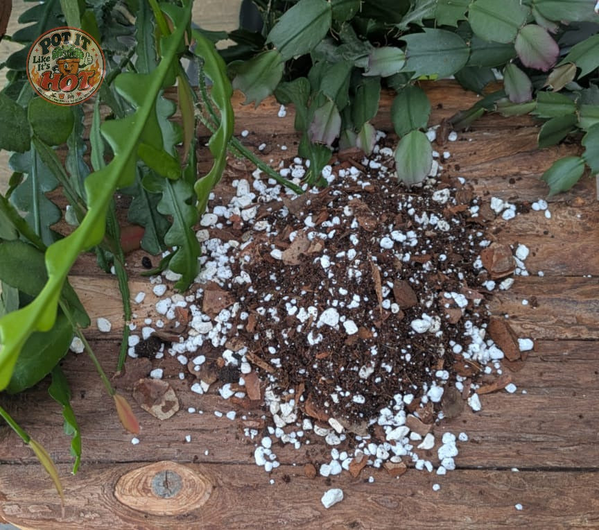 Jungle Cacti Potting Mix