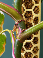 Close-up of a green plant stem with pink edging, small reddish-brown insects on the stem, and a beige honeycomb-style moss tower behind it against a dark blue-green background.