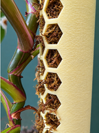Close-up of a potted plant with green and burgundy stems growing through a beige honeycomb-patterned side support insert filled with brown moss.