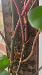 Video showing brown moss pole with ribbed back, filled with moss.