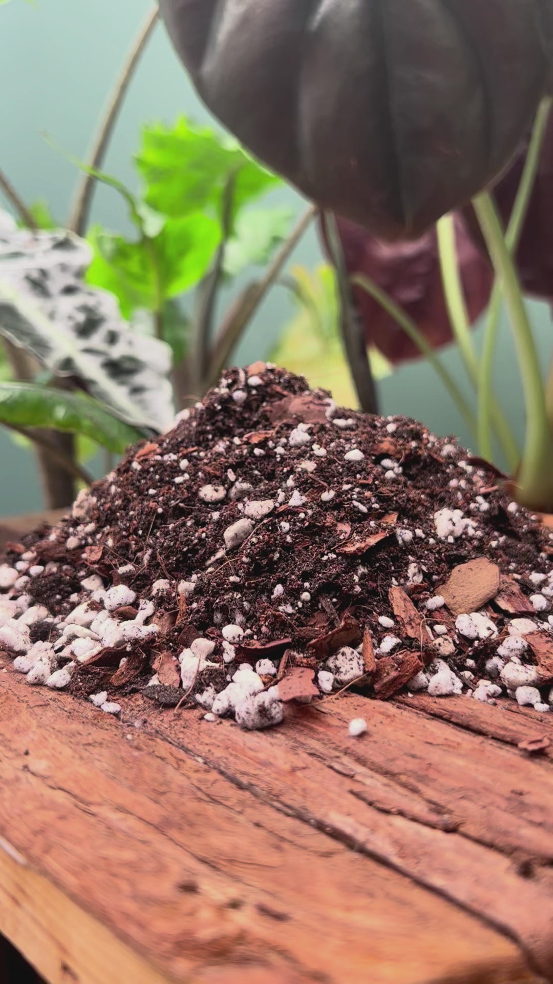 Alocasia Potting Mix