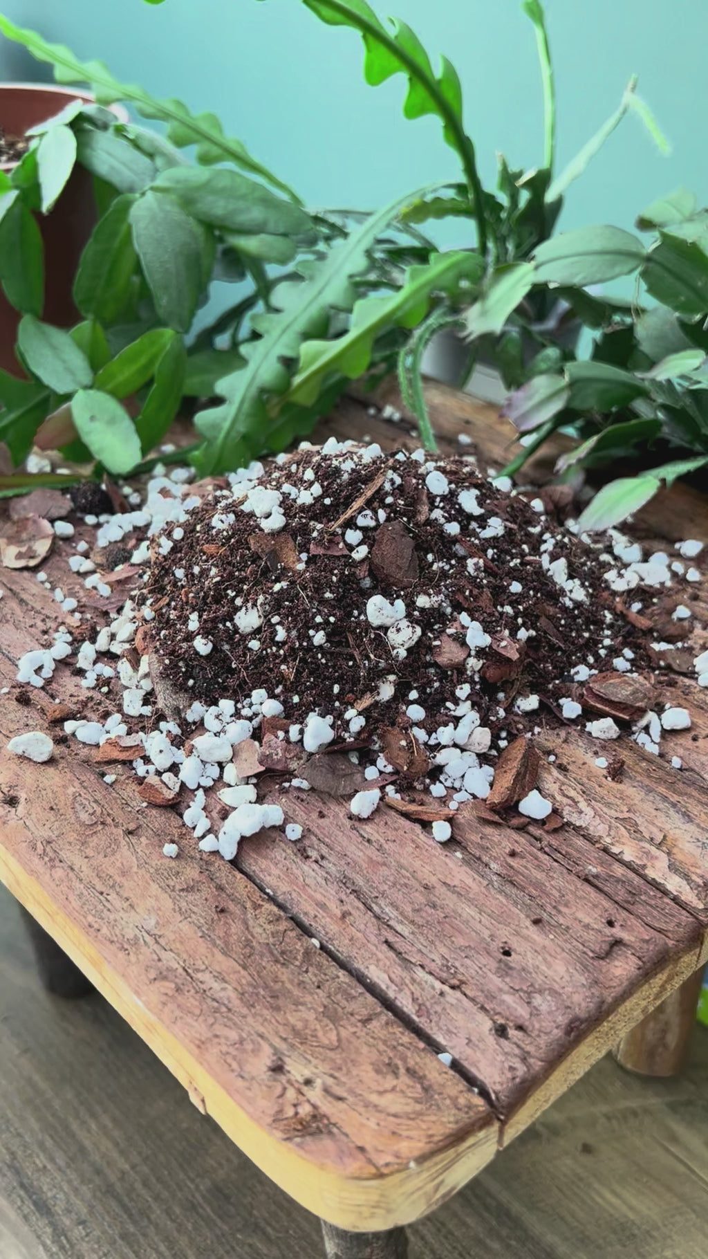 Jungle Cacti Potting Mix