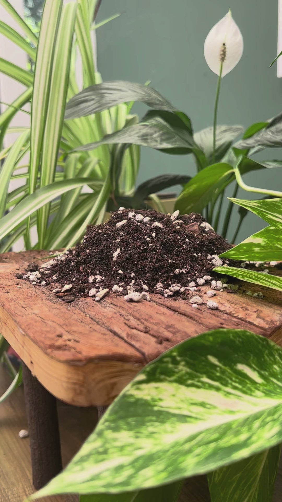 Houseplant Potting Mix