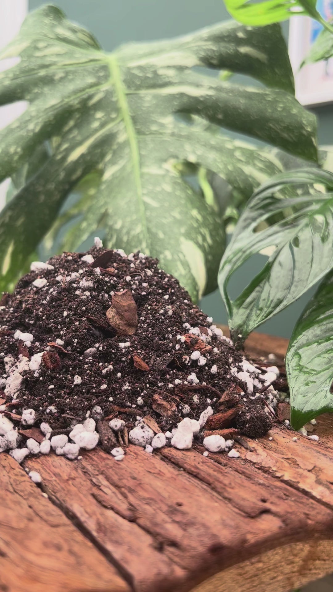 Monstera Potting Mix