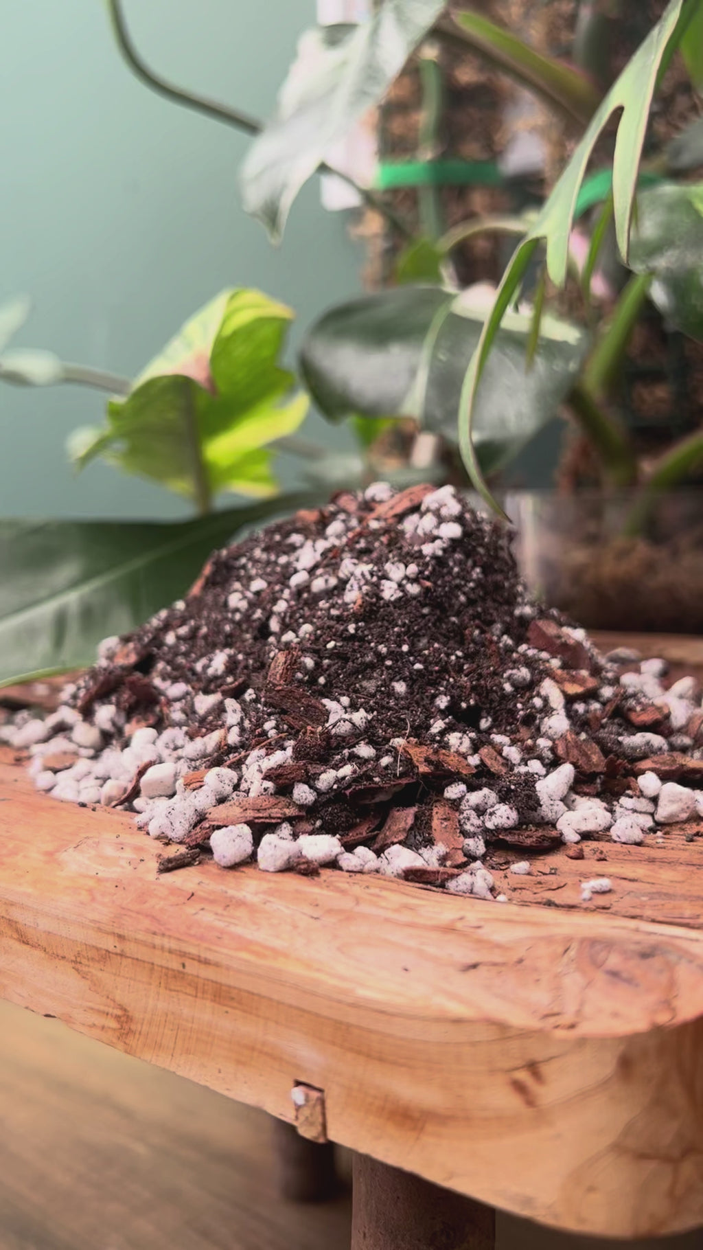 Philodendron Potting Mix