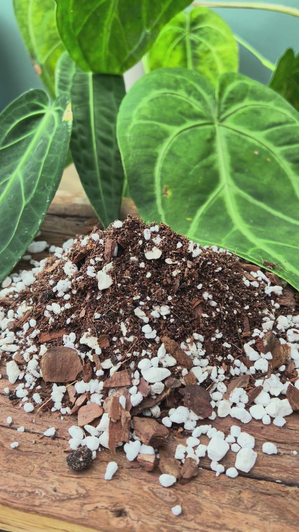 Anthurium Potting Mix