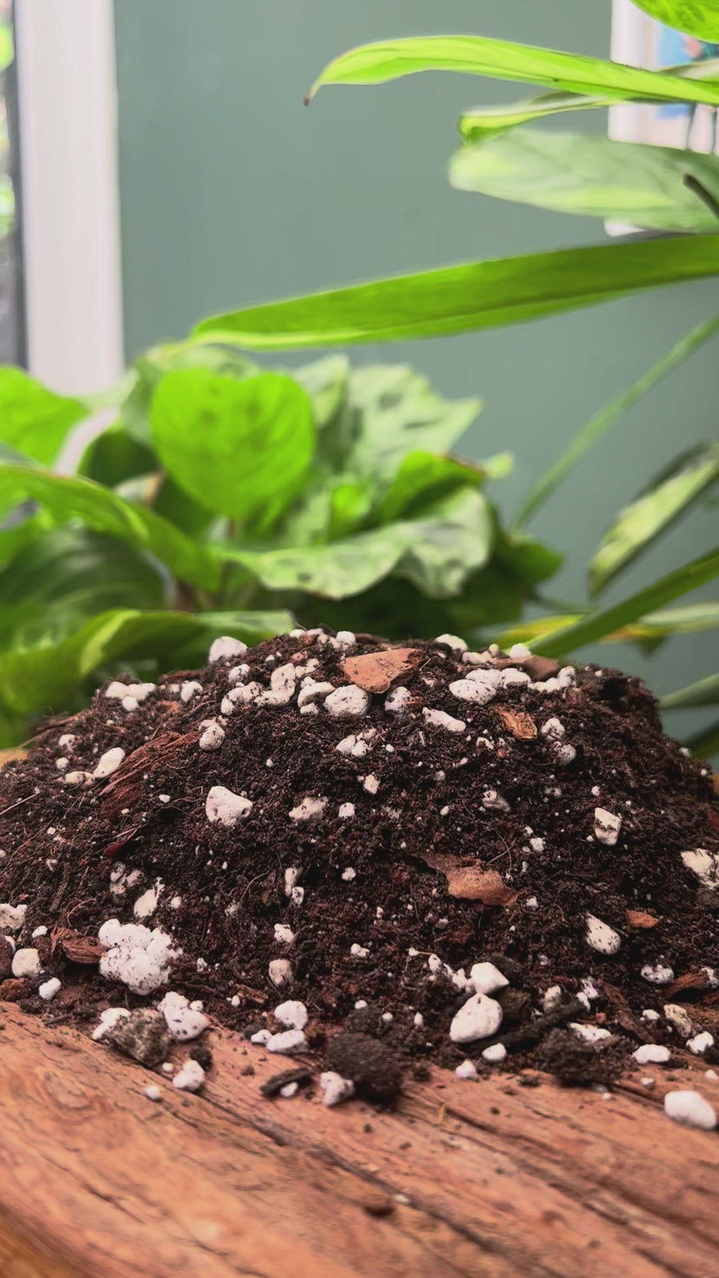 Calathea & Maranta Potting Mix